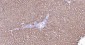 ALDH1L1 Recombinant Rabbit mAb